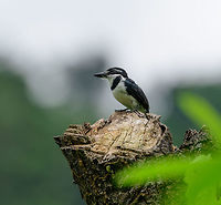 Pied Puffbird - side view, Uraba, Colombia We were lucky to find this puffbird in the open just around a corner of the forest. Out of 4 black and white puffbirds found in Colombia, this one stands out for its pied crown shown on the photo. As with most puffbirds, it is described as "rarely moves", which makes it a great subject. Front view:<br />
https://www.jungledragon.com/image/58266/pied_puffbird_uraba_colombia.html Antioquia,Colombia,Colombia Choco & Pacific region,Fall,Geotagged,Notharchus tectus,Pied puffbird,South America,Uraba,Urabá,World