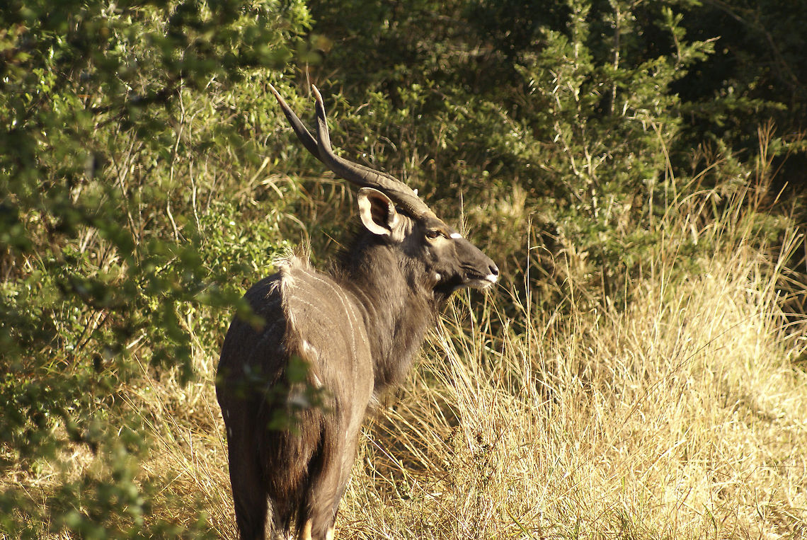 Male nyala Female impalas look a lot like female nyalas, but the same cannot be said about males. Male Nyalas are much darker toned, have huge horns and are a lot bigger. Hluhluwe,Nyala,Nyala angasii