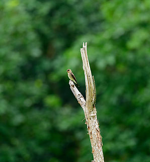 Southern rough-winged swallow, Uraba, Colombia  Antioquia,Colombia,Colombia Choco & Pacific region,Fall,Geotagged,South America,Southern rough-winged swallow,Stelgidopteryx ruficollis,Uraba,Urab&aacute;,World