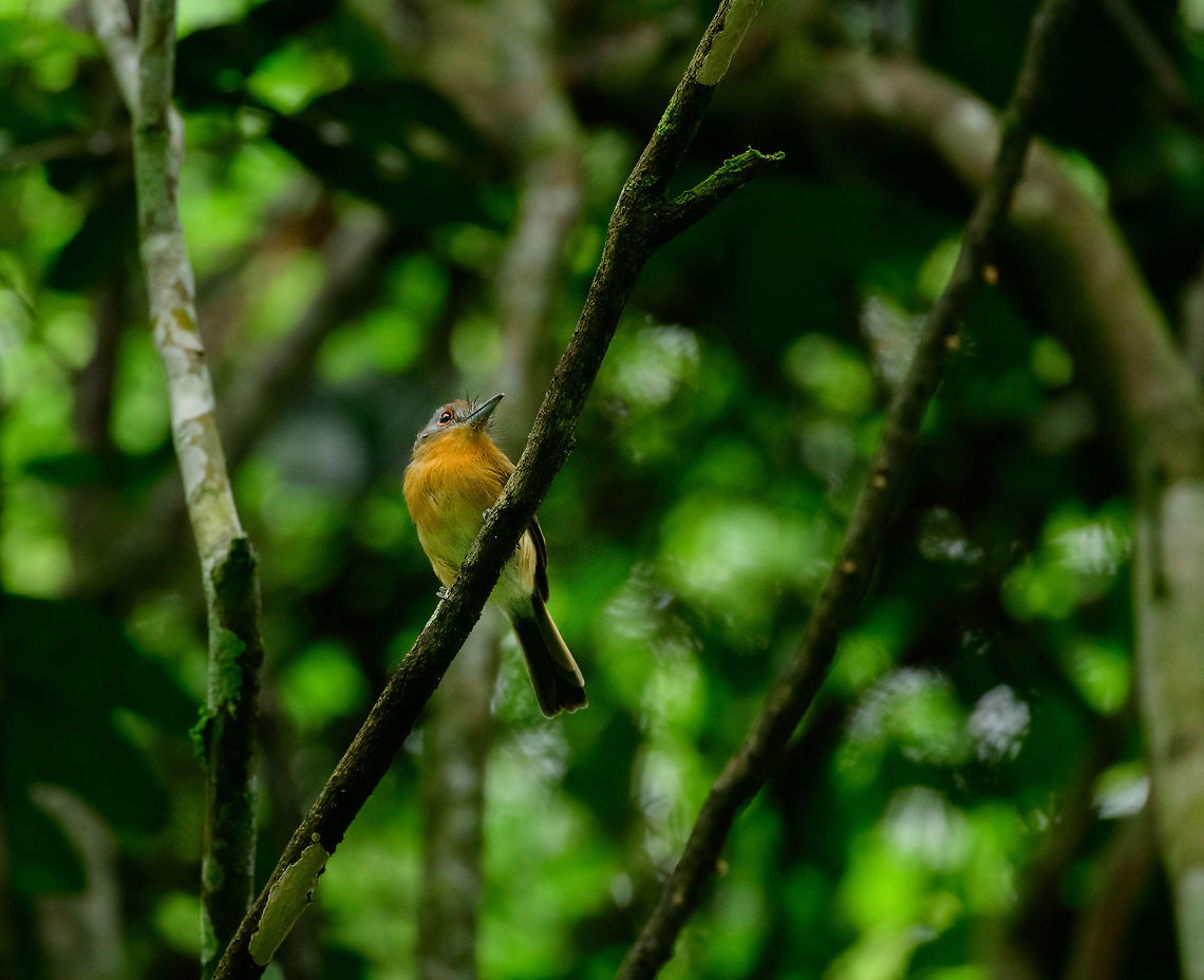 Grey-cheeked nunlet, Uraba, Colombia  Antioquia,Colombia,Colombia Choco & Pacific region,Fall,Geotagged,Grey-cheeked nunlet,Nonnula frontalis,South America,Uraba,Urabá,World