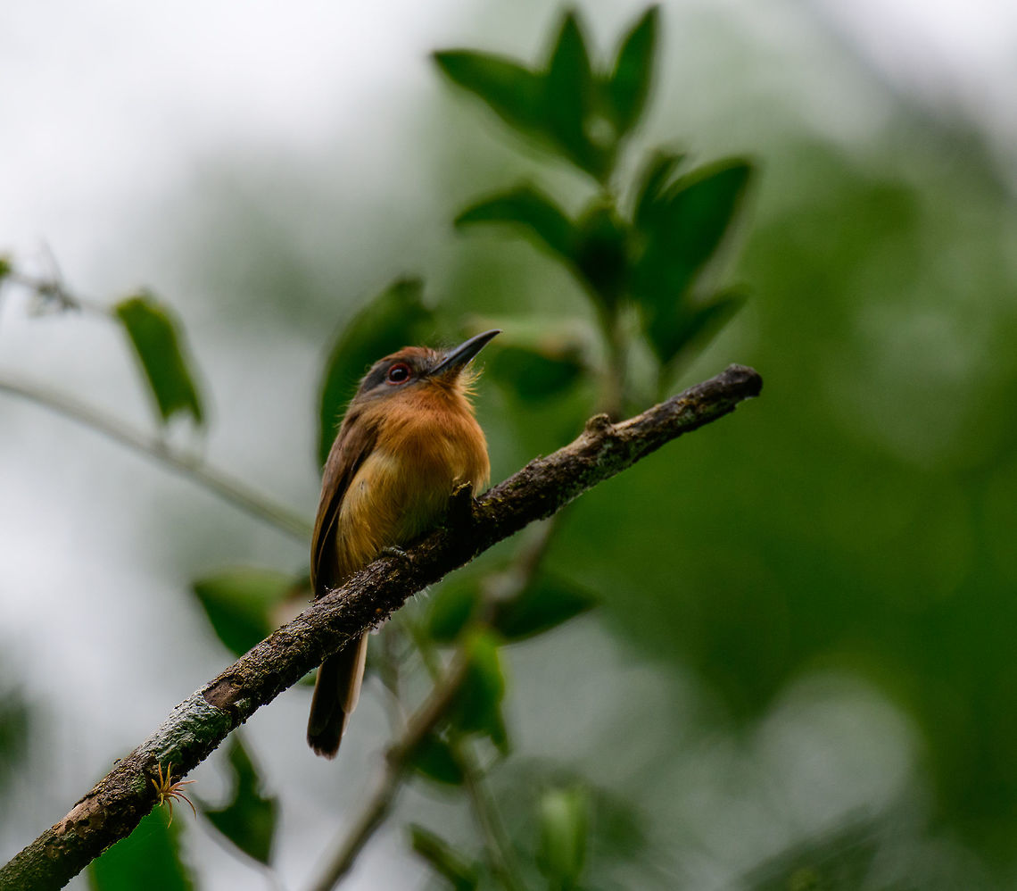 Grey-cheeked nunlet - side view, Colombia  Antioquia,Colombia,Colombia Choco & Pacific region,Fall,Geotagged,Grey-cheeked nunlet,Nonnula frontalis,South America,Uraba,Urabá,World