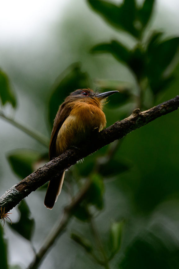 Grey-cheeked nunlet - closeup, Colombia  Antioquia,Colombia,Colombia Choco & Pacific region,Fall,Geotagged,Grey-cheeked nunlet,Nonnula frontalis,South America,Uraba,Urab&aacute;,World