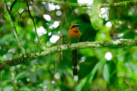 Rufous motmot, Uraba, Colombia  Antioquia,Baryphthengus martii,Colombia,Colombia Choco & Pacific region,Fall,Geotagged,Rufous motmot,South America,Uraba,Urabá,World