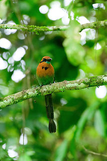 Rufous motmot - II, Uraba, Colombia  Antioquia,Baryphthengus martii,Colombia,Colombia Choco & Pacific region,Fall,Geotagged,Rufous motmot,South America,Uraba,Urabá,World