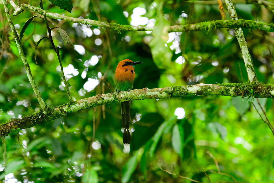 Rufous motmot - II, Uraba, Colombia  Antioquia,Baryphthengus martii,Colombia,Colombia Choco & Pacific region,Fall,Geotagged,Rufous motmot,South America,Uraba,Urabá,World