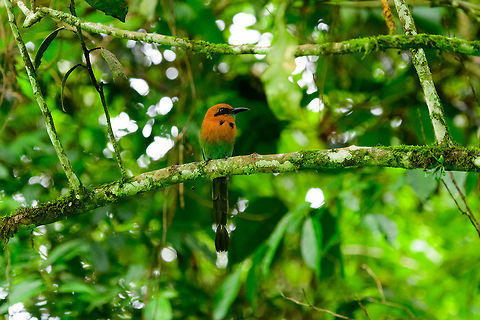 Rufous motmot - II, Uraba, Colombia Antioquia,Baryphthengus martii,Colombia,Colombia Choco & Pacific region,Fall,Geotagged,Rufous motmot,South America,Uraba,Urabá,World