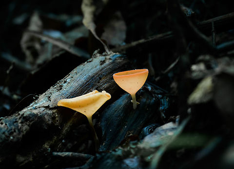 Cup-like fungus, Uraba, Colombia  Antioquia,Colombia,Colombia Choco & Pacific region,Cookeina speciosa,Fall,Geotagged,South America,Uraba,Urabá,World