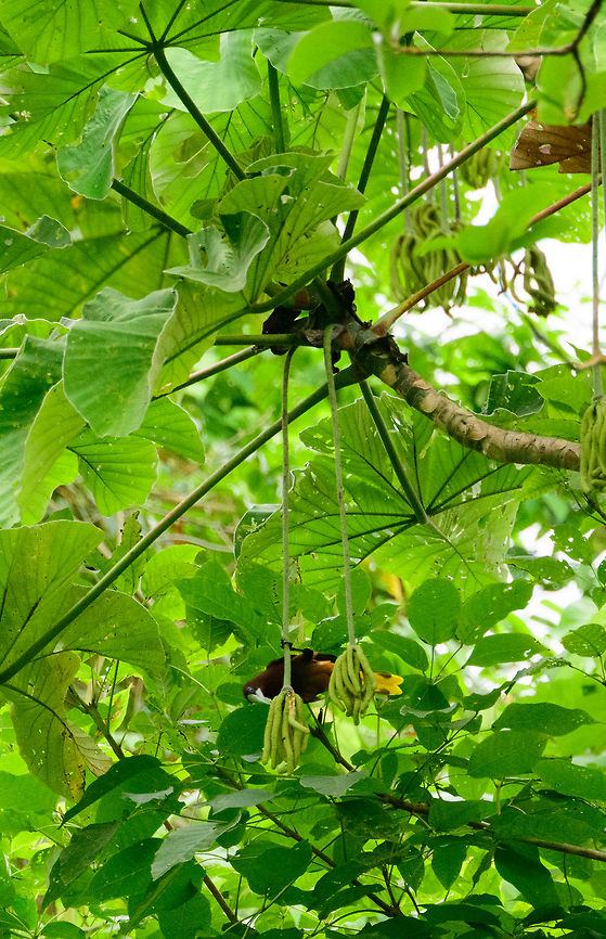 Crested oropendola, Uraba, Colombia  Antioquia,Colombia,Colombia Choco & Pacific region,Fall,Geotagged,Psarocolius decumanus,South America,Uraba,Urab&aacute;,World,crested oropendola