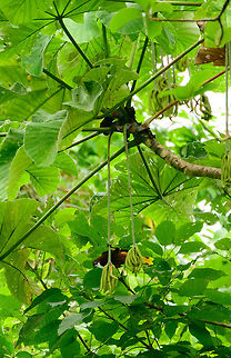 Crested oropendola, Uraba, Colombia  Antioquia,Colombia,Colombia Choco & Pacific region,Fall,Geotagged,Psarocolius decumanus,South America,Uraba,Urab&aacute;,World,crested oropendola