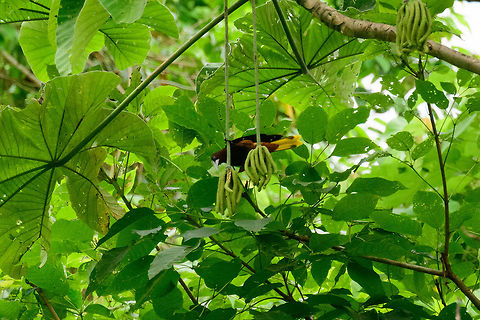Crested oropendola - II, Uraba, Colombia  Antioquia,Colombia,Colombia Choco & Pacific region,Fall,Geotagged,Psarocolius decumanus,South America,Uraba,Urab&aacute;,World,crested oropendola