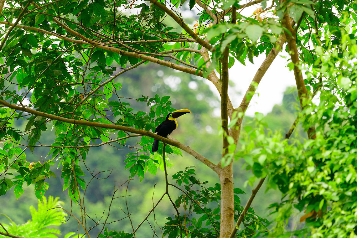 Choco toucan - II, Uraba, Colombia  Antioquia,Choco toucan,Colombia,Colombia Choco & Pacific region,Fall,Geotagged,Ramphastos brevis,South America,Uraba,Urabá,World