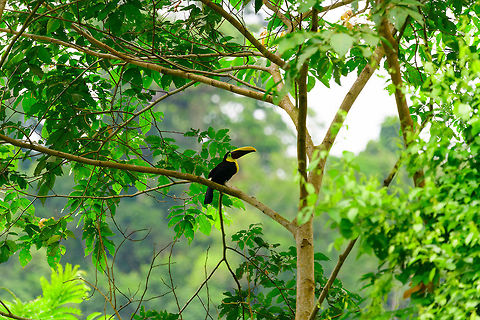 Choco toucan - II, Uraba, Colombia  Antioquia,Choco toucan,Colombia,Colombia Choco & Pacific region,Fall,Geotagged,Ramphastos brevis,South America,Uraba,Urab&aacute;,World