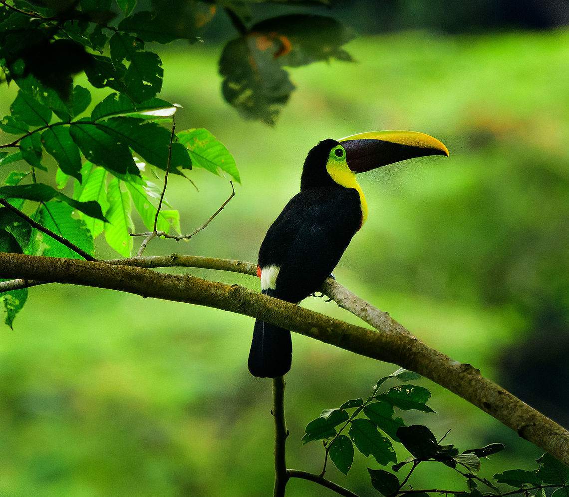 Choco Toucan - closeup, Uraba, Colombia  Antioquia,Choco toucan,Colombia,Colombia Choco & Pacific region,Fall,Geotagged,Ramphastos brevis,South America,Uraba,Urab&aacute;,World