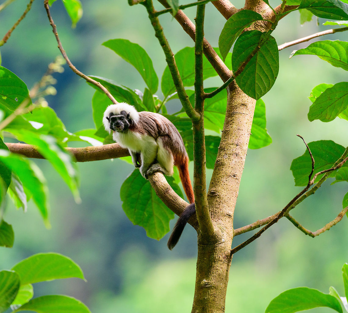 Cotton-top tamarin, Uraba, Colombia A wonderful surprise on our first hike in Uraba. Restricted to a small range in the northeast of Colombia, the Cotton-top tamarin is one of the most endangered primates in the world, with a mere 2,000 adult individuals remaining in the wild. They have been extensively studied for their advanced behavior in cooperation, spite and communication. <br />
<br />
Upon seeing them, they did not flee. Instead, they tried to chase us away using loud vocalizations, and trying to reach a position where they can defecate on our heads, a common strategy for many primates. Antioquia,Colombia,Colombia Choco & Pacific region,Cotton-top tamarin,Fall,Geotagged,Saguinus oedipus,South America,Uraba,Urab&aacute;,World,cotton-headed tamarin,crested tamarin.