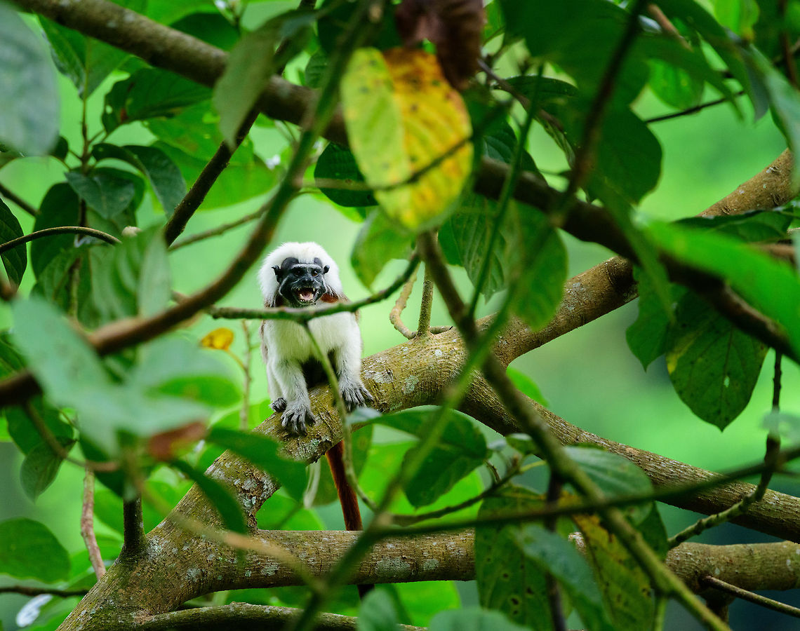 Cotton-top tamarin - first sight, Uraba, Colombia A wonderful surprise on our first hike in Uraba. Restricted to a small range in the northeast of Colombia, the Cotton-top tamarin is one of the most endangered primates in the world, with a mere 2,000 individuals remaining in the wild. They have been extensively studied for their advanced behavior in cooperation, spite and communication.<br />
<br />
Upon seeing them, they did not flee. Instead, they tried to chase us away using loud vocalizations, and trying to reach a position where they can defecate on our heads, a common strategy for many primates.  Antioquia,Colombia,Colombia Choco & Pacific region,Cotton-top tamarin,Fall,Geotagged,Saguinus oedipus,South America,Uraba,Urabá,World