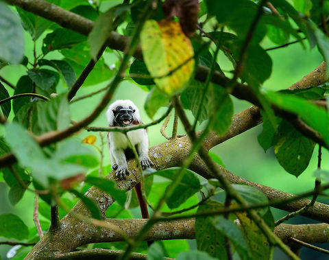Cotton-top tamarin - first sight, Uraba, Colombia A wonderful surprise on our first hike in Uraba. Restricted to a small range in the northeast of Colombia, the Cotton-top tamarin is one of the most endangered primates in the world, with a mere 2,000 individuals remaining in the wild. They have been extensively studied for their advanced behavior in cooperation, spite and communication.

Upon seeing them, they did not flee. Instead, they tried to chase us away using loud vocalizations, and trying to reach a position where they can defecate on our heads, a common strategy for many primates.  Antioquia,Colombia,Colombia Choco & Pacific region,Cotton-top tamarin,Fall,Geotagged,Saguinus oedipus,South America,Uraba,Urabá,World