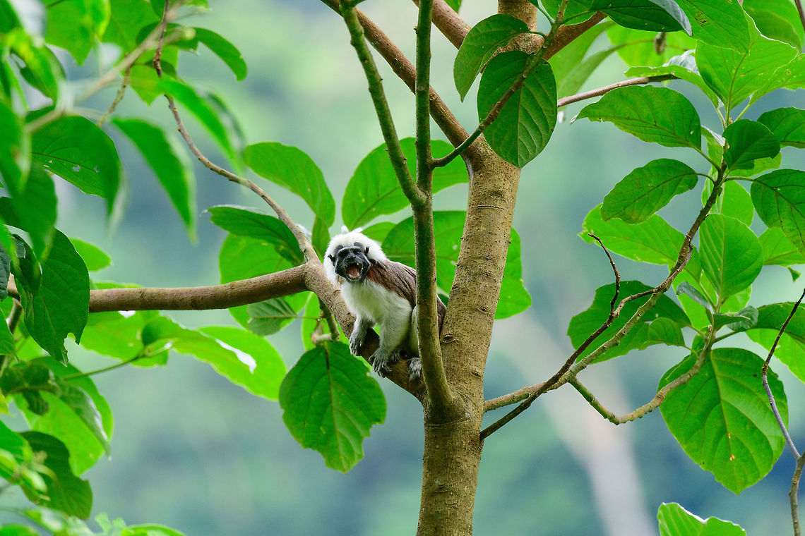Cotton-top tamarin - vocalizing, Uraba, Colombia A wonderful surprise on our first hike in Uraba. Restricted to a small range in the northeast of Colombia, the Cotton-top tamarin is one of the most endangered primates in the world, with a mere 2,000 individuals remaining in the wild. They have been extensively studied for their advanced behavior in cooperation, spite and communication.<br />
<br />
Upon seeing them, they did not flee. Instead, they tried to chase us away using loud vocalizations, and trying to reach a position where they can defecate on our heads, a common strategy for many primates.  Antioquia,Colombia,Colombia Choco & Pacific region,Cotton-top tamarin,Fall,Geotagged,Saguinus oedipus,South America,Uraba,Urabá,World