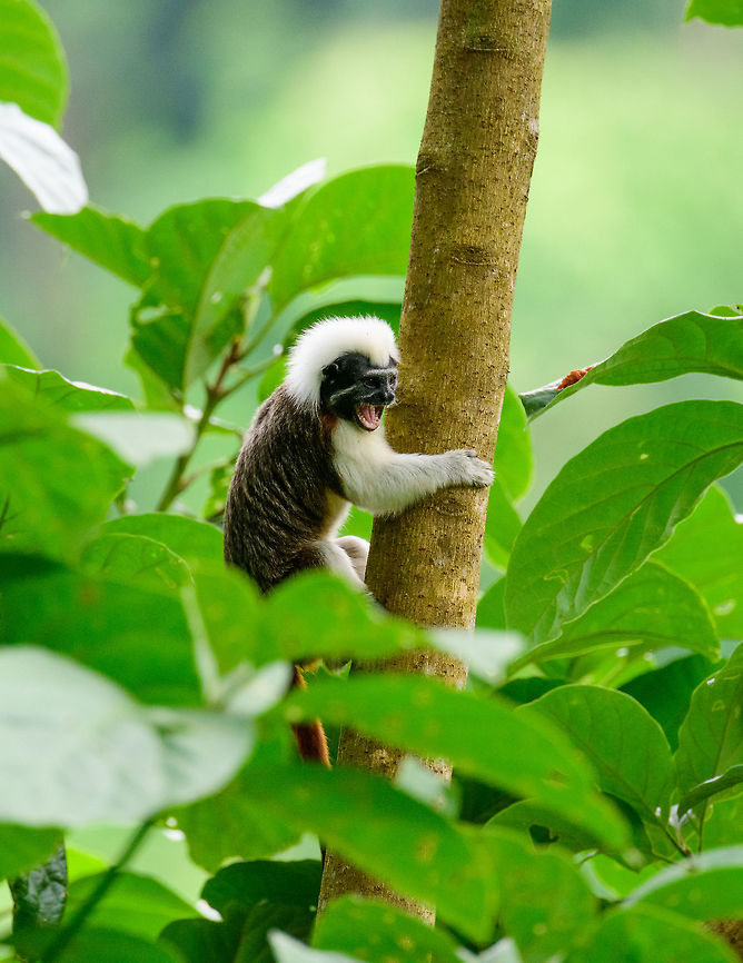 Cotton-top tamarin - climbing, Uraba, Colombia A wonderful surprise on our first hike in Uraba. Restricted to a small range in the northeast of Colombia, the Cotton-top tamarin is one of the most endangered primates in the world, with a mere 2,000 individuals remaining in the wild. They have been extensively studied for their advanced behavior in cooperation, spite and communication.<br />
<br />
Upon seeing them, they did not flee. Instead, they tried to chase us away using loud vocalizations, and trying to reach a position where they can defecate on our heads, a common strategy for many primates.  Antioquia,Colombia,Colombia Choco & Pacific region,Cotton-top tamarin,Fall,Geotagged,Saguinus oedipus,South America,Uraba,Urabá,World
