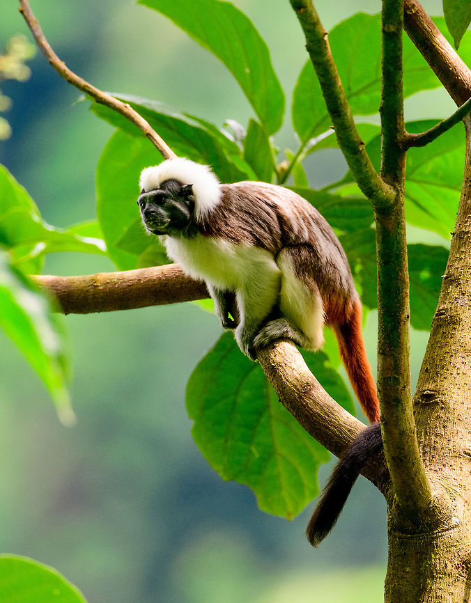 Cotton-top tamarin - side view, Uraba, Colombia A wonderful surprise on our first hike in Uraba. Restricted to a small range in the northeast of Colombia, the Cotton-top tamarin is one of the most endangered primates in the world, with a mere 2,000 individuals remaining in the wild. They have been extensively studied for their advanced behavior in cooperation, spite and communication.<br />
<br />
Upon seeing them, they did not flee. Instead, they tried to chase us away using loud vocalizations, and trying to reach a position where they can defecate on our heads, a common strategy for many primates. Antioquia,Colombia,Colombia Choco & Pacific region,Cotton-top tamarin,Fall,Geotagged,Saguinus oedipus,South America,Uraba,Urabá,World