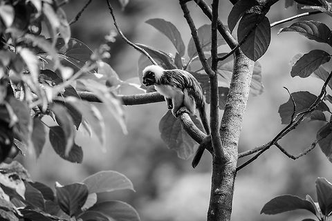 Cotton-top tamarin - side view, Uraba, Colombia A wonderful surprise on our first hike in Uraba. Restricted to a small range in the northeast of Colombia, the Cotton-top tamarin is one of the most endangered primates in the world, with a mere 2,000 individuals remaining in the wild. They have been extensively studied for their advanced behavior in cooperation, spite and communication.

Upon seeing them, they did not flee. Instead, they tried to chase us away using loud vocalizations, and trying to reach a position where they can defecate on our heads, a common strategy for many primates.  Antioquia,Colombia,Colombia Choco & Pacific region,Cotton-top tamarin,Fall,Geotagged,Saguinus oedipus,South America,Uraba,Urabá,World,black and white