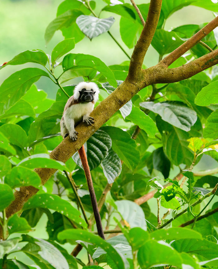 Cotton-top tamarin - long tail, Uraba, Colombia A wonderful surprise on our first hike in Uraba. Restricted to a small range in the northeast of Colombia, the Cotton-top tamarin is one of the most endangered primates in the world, with a mere 2,000 individuals remaining in the wild. They have been extensively studied for their advanced behavior in cooperation, spite and communication.<br />
<br />
Upon seeing them, they did not flee. Instead, they tried to chase us away using loud vocalizations, and trying to reach a position where they can defecate on our heads, a common strategy for many primates. Antioquia,Colombia,Colombia Choco & Pacific region,Cotton-top tamarin,Fall,Geotagged,Saguinus oedipus,South America,Uraba,Urabá,World