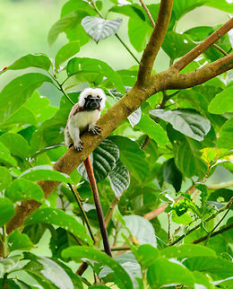 Cotton-top tamarin - long tail, Uraba, Colombia A wonderful surprise on our first hike in Uraba. Restricted to a small range in the northeast of Colombia, the Cotton-top tamarin is one of the most endangered primates in the world, with a mere 2,000 individuals remaining in the wild. They have been extensively studied for their advanced behavior in cooperation, spite and communication.

Upon seeing them, they did not flee. Instead, they tried to chase us away using loud vocalizations, and trying to reach a position where they can defecate on our heads, a common strategy for many primates.  Antioquia,Colombia,Colombia Choco & Pacific region,Cotton-top tamarin,Fall,Geotagged,Saguinus oedipus,South America,Uraba,Urabá,World