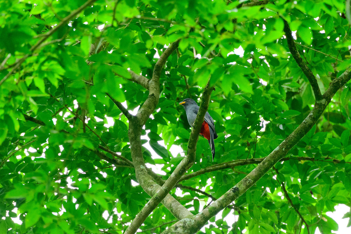 Black-tailed Trogon, Uraba, Colombia  Antioquia,Black-tailed trogon,Colombia,Colombia Choco & Pacific region,Fall,Geotagged,South America,Trogon melanurus,Uraba,Urabá,World