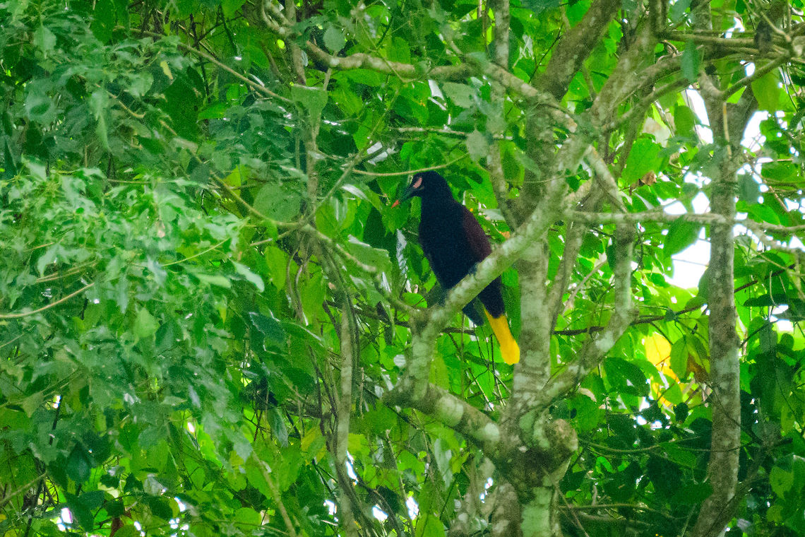 Baud&oacute; oropendola, Uraba, Colombia BAUDO! BAUDO! BAUDO! BAUDO! BAUDO! BAUDO!<br />
Such were the sounds of the local guides when seeing this bird in the distance. It is endemic to Colombia, and within it only in a small range, is uncommon to see, and has a bizarre appearance.  Antioquia,Baud&oacute; oropendola,Colombia,Colombia Choco & Pacific region,Fall,Geotagged,Psarocolius cassini,South America,Uraba,Urab&aacute;,World