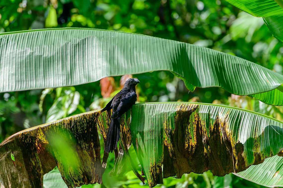 Smooth-billed ani on palm leaf, Uraba, Colombia A common and confident bird. Closeup:<br />
<figure class="photo"><a href="https://www.jungledragon.com/image/58384/smooth-billed_ani_on_palm_leaf_-_closeup_uraba_colombia.html" title="Smooth-billed ani on palm leaf - closeup, Uraba, Colombia"><img src="https://s3.amazonaws.com/media.jungledragon.com/images/2/58384_thumb.jpg?AWSAccessKeyId=05GMT0V3GWVNE7GGM1R2&Expires=1759968010&Signature=GE5at94TyI6j%2FK4OvGLl%2BFMkCIw%3D" width="98" height="152" alt="Smooth-billed ani on palm leaf - closeup, Uraba, Colombia A common and confident bird. As with most black birds, you can see that when looking up close, they rarely are all black. Only back home did I see the blues in this ani. Antioquia,Colombia,Colombia Choco &amp; Pacific region,Crotophaga ani,Fall,Geotagged,Smooth-billed ani,South America,Uraba,Urab&aacute;,World" /></a></figure> Antioquia,Colombia,Colombia Choco & Pacific region,Crotophaga ani,Fall,Geotagged,Smooth-billed ani,South America,Uraba,Urabá,World