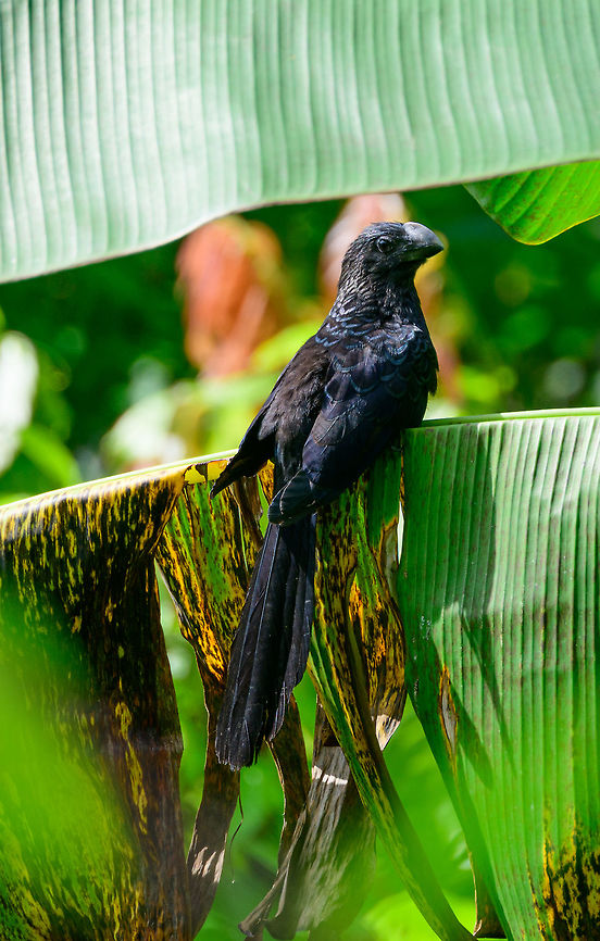 Smooth-billed ani on palm leaf - closeup, Uraba, Colombia A common and confident bird. As with most black birds, you can see that when looking up close, they rarely are all black. Only back home did I see the blues in this ani. Antioquia,Colombia,Colombia Choco & Pacific region,Crotophaga ani,Fall,Geotagged,Smooth-billed ani,South America,Uraba,Urabá,World