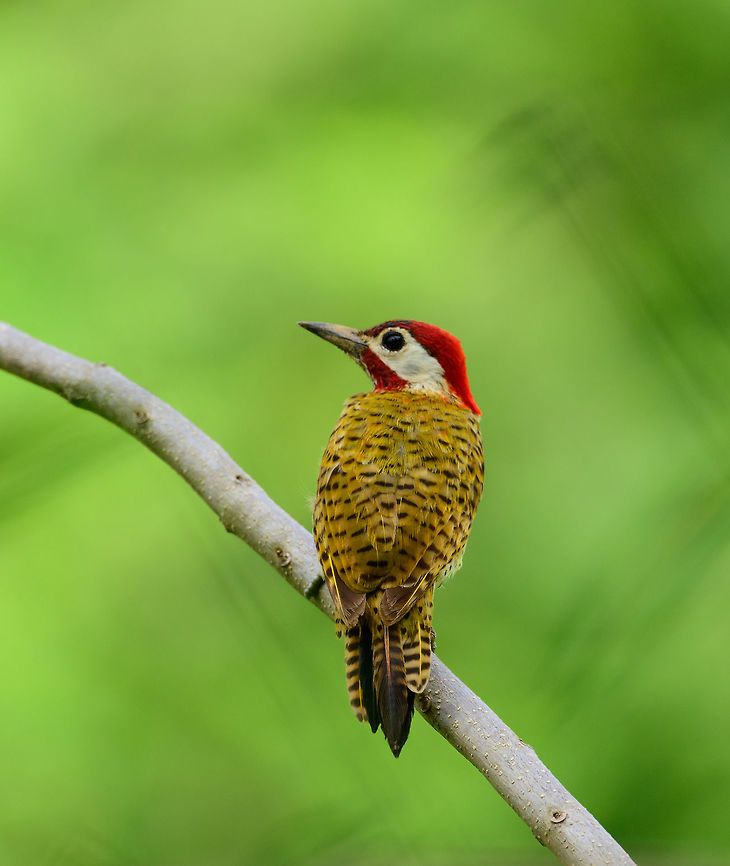 Spot-breasted woodpecker, Uraba, Colombia This one is taken from our car on our way back from the day's hike. Pretty unusual to find woodpeckers so calm and in the open, not even bothered by a heavy loud diesel approaching. So, not complaining :) Antioquia,Colaptes punctigula,Colombia,Colombia Choco & Pacific region,Fall,Geotagged,South America,Spot-breasted woodpecker,Uraba,Urab&aacute;,World