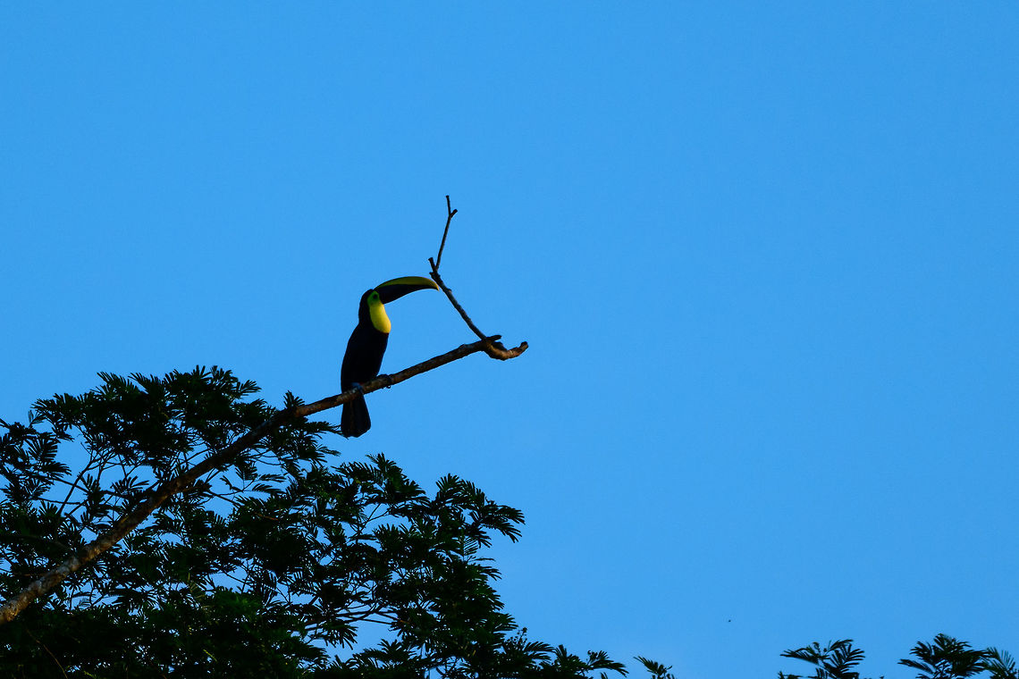 Choco Toucan - sunset, Uraba, Colombia Our 2nd location on our 1st day in Uraba was to attend the local university, which has a lot of forest terrain surrounding it. Upon arriving, the light was already getting too low for birding, but we would return to this location twice more in the coming days for herping mostly. Antioquia,Choco toucan,Colombia,Colombia Choco & Pacific region,Fall,Geotagged,Ramphastos brevis,South America,Uraba,Urabá,World
