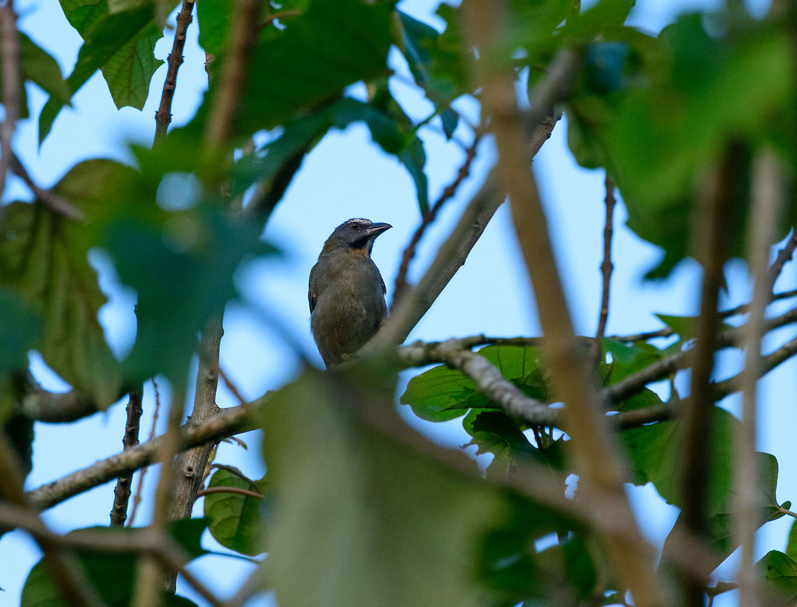 Buff-throated saltator, Uraba, Colombia Captured during the last light of day around the university terrain of Uraba. Kind of a hard to define bird, not really a finch, cardinal or tanager, a bit of everything. Antioquia,Buff-throated saltator,Colombia,Colombia Choco & Pacific region,Fall,Geotagged,Saltator maximus,South America,Uraba,Urab&aacute;,World