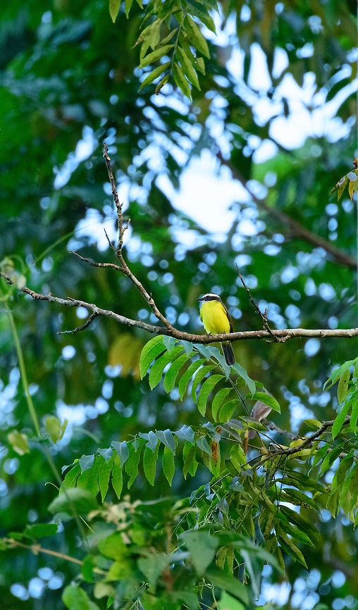 Rusty-margined flycatcher, Uraba, Colombia Found during the last light of the day around the university campus terrain of Uraba, Colombia. Antioquia,Colombia,Colombia Choco & Pacific region,Fall,Geotagged,Myiozetetes cayanensis,Rusty-margined flycatcher,South America,Uraba,Urabá,World