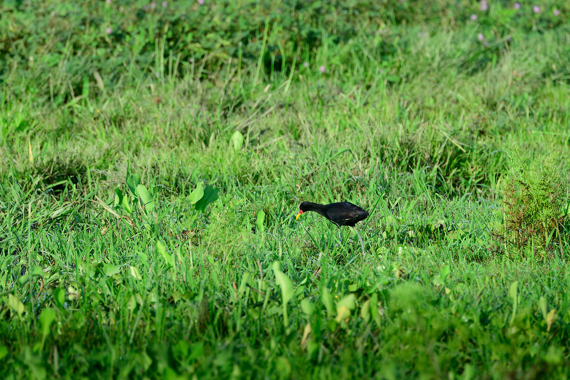 Wattled Jacana, Uraba, Colombia Opening the set for day 2 in Uraba, Colombia. Plan for the day was to visit the indigenous community living in an enormous mangrove area. To make way there, you start from the local dock, fair through the canal, and then 20 minutes into the open sea. <br />
<br />
The canal is heavily used for the export of bananas. They are placed in containers on large flat carriers, which are dragged into the open sea from where they're loaded onto bigger ships. The canal is heavily secured. Each carrier has dedicated staff to ensure nobody puts extra "goods" onto the ships. Furthermore, there's dedicated military boats, one of which stopped us. A lot of machine guns approaching you may come across as intimidating, but they really are friendly, constructive, reasonable, and just doing their job.<br />
<br />
They asked for permission to make a photo of us for book keeping. Jokingly, I said that given the differences in hardware between the two boats, approval was no problem. They laughed and took off. <br />
<br />
Still in the canal, we settled on shore on the sides to do some quick birding, but it was at quite a distance. Antioquia,Colombia,Colombia Choco & Pacific region,Fall,Geotagged,Jacana jacana,South America,Uraba,Urab&aacute;,Wattled Jacana,World