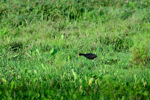 Wattled Jacana, Uraba, Colombia Opening the set for day 2 in Uraba, Colombia. Plan for the day was to visit the indigenous community living in an enormous mangrove area. To make way there, you start from the local dock, fair through the canal, and then 20 minutes into the open sea. 

The canal is heavily used for the export of bananas. They are placed in containers on large flat carriers, which are dragged into the open sea from where they're loaded onto bigger ships. The canal is heavily secured. Each carrier has dedicated staff to ensure nobody puts extra "goods" onto the ships. Furthermore, there's dedicated military boats, one of which stopped us. A lot of machine guns approaching you may come across as intimidating, but they really are friendly, constructive, reasonable, and just doing their job.

They asked for permission to make a photo of us for book keeping. Jokingly, I said that given the differences in hardware between the two boats, approval was no problem. They laughed and took off. 

Still in the canal, we settled on shore on the sides to do some quick birding, but it was at quite a distance. Antioquia,Colombia,Colombia Choco & Pacific region,Fall,Geotagged,Jacana jacana,South America,Uraba,Urabá,Wattled Jacana,World