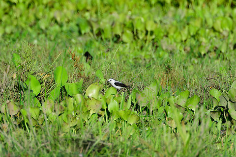 Pied Water Tyrrant, Uraba, Colombia Remote observation from the canal of Uraba, Colombia. Antioquia,Colombia,Colombia Choco & Pacific region,Fall,Fluvicola pica,Geotagged,Pied water tyrant,South America,Uraba,Urabá,World