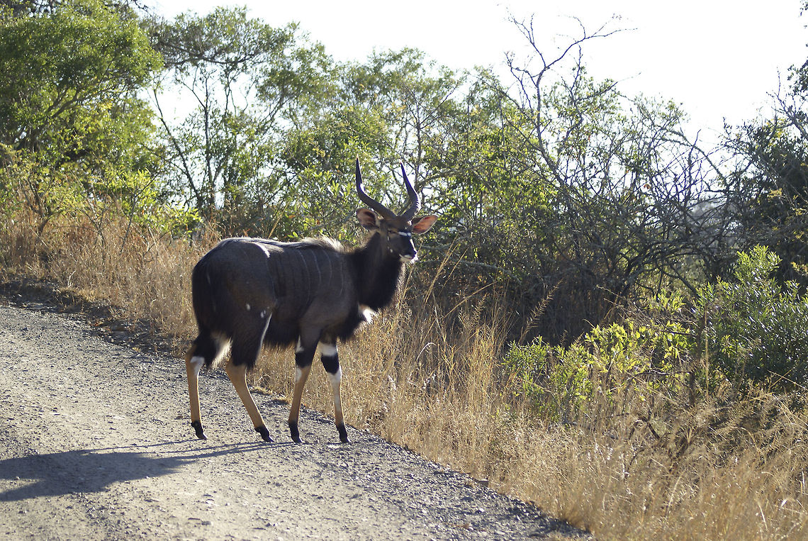 Male Nyala side view Look at that, dangerous and graceful at the same time. Hluhluwe,Nyala,Nyala angasii
