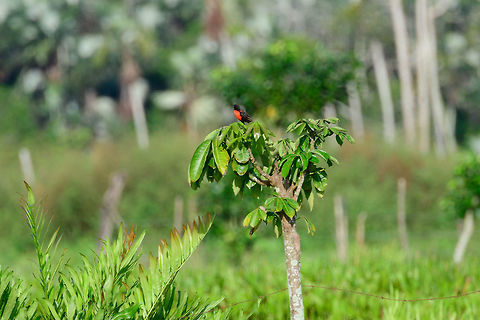 Red-breasted blackbird, Uraba, Colombia Very remote view of this vivid bird. Antioquia,Colombia,Colombia Choco & Pacific region,Fall,Geotagged,Red-breasted blackbird,South America,Sturnella militaris,Uraba,Urabá,World