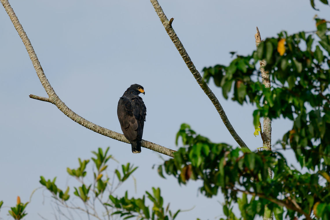 Great Black Hawk, Uraba, Colombia  Antioquia,Buteogallus urubitinga,Colombia,Colombia Choco & Pacific region,Fall,Geotagged,Great black hawk,South America,Uraba,Urab&aacute;,World