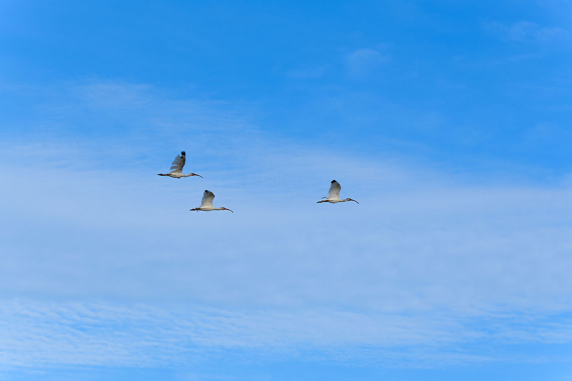 American White Ibises in flight, Uraba, Colombia  American White Ibis,Antioquia,Colombia,Colombia Choco & Pacific region,Eudocimus albus,South America,Uraba,Urabá,World