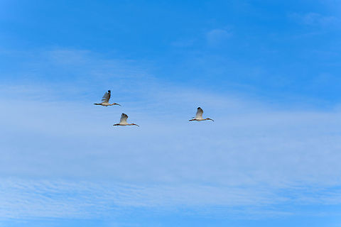 American White Ibises in flight, Uraba, Colombia  American White Ibis,Antioquia,Colombia,Colombia Choco & Pacific region,Eudocimus albus,South America,Uraba,Urab&aacute;,World