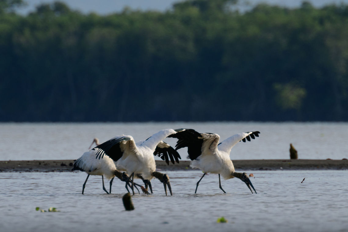 Wood Storks, Uraba, Colombia Here we are at the end of the canal of Uraba, into a tidal area close to the open sea. This twilight zone attracts a large amount of large water birds, including these storks. I'm not sure if they're drinking or feeding. Antioquia,Colombia,Colombia Choco & Pacific region,Fall,Geotagged,Mycteria americana,South America,Uraba,Urab&aacute;,Wood stork,World