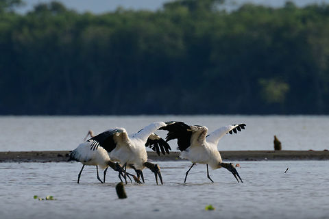 Wood Storks, Uraba, Colombia Here we are at the end of the canal of Uraba, into a tidal area close to the open sea. This twilight zone attracts a large amount of large water birds, including these storks. I'm not sure if they're drinking or feeding. Antioquia,Colombia,Colombia Choco & Pacific region,Fall,Geotagged,Mycteria americana,South America,Uraba,Urabá,Wood stork,World