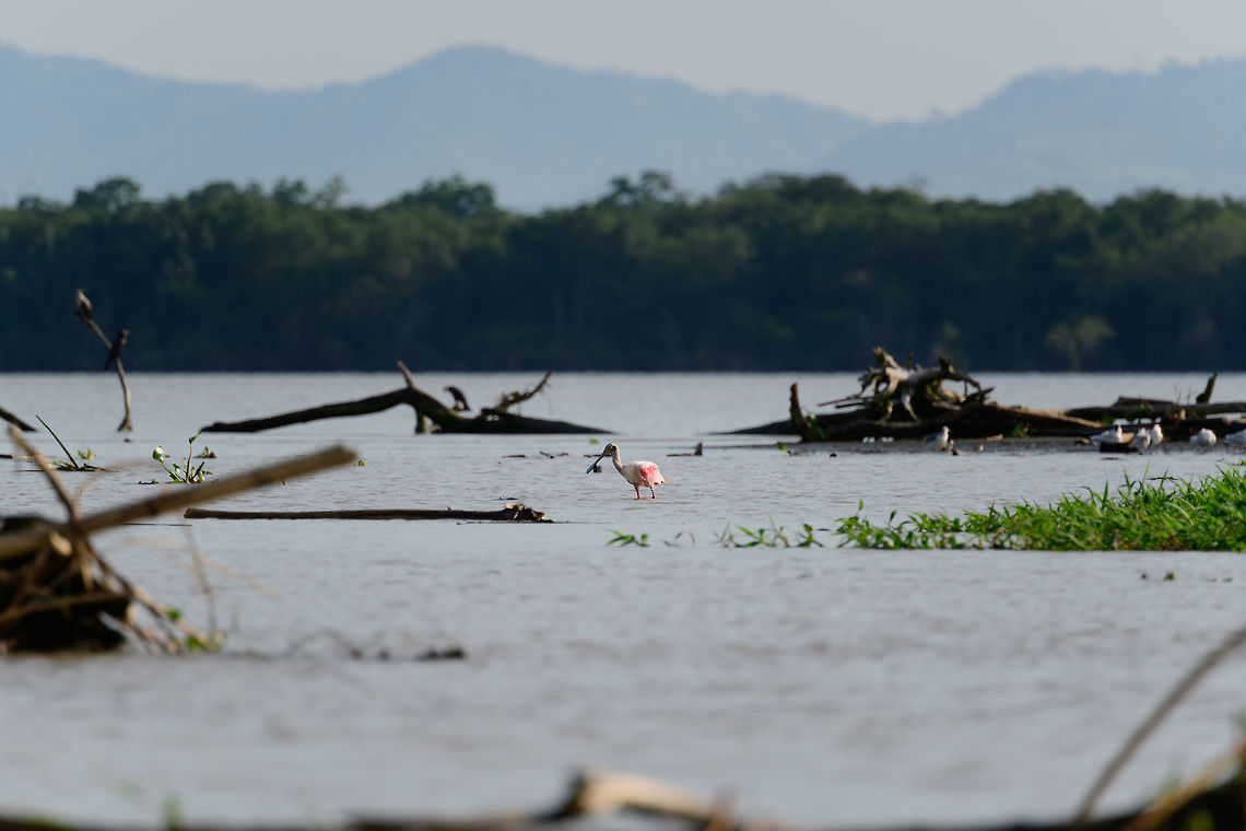 Roseate Spoonbill, Uraba, Colombia Found in the tidal zone at the end of the canal. Antioquia,Colombia,Colombia Choco & Pacific region,Fall,Geotagged,Platalea ajaja,Roseate Spoonbill,South America,Uraba,Urabá,World
