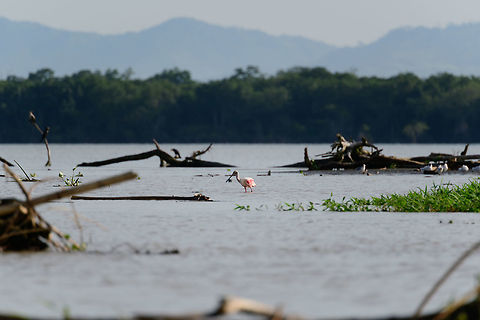Roseate Spoonbill, Uraba, Colombia Found in the tidal zone at the end of the canal. Antioquia,Colombia,Colombia Choco & Pacific region,Fall,Geotagged,Platalea ajaja,Roseate Spoonbill,South America,Uraba,Urabá,World