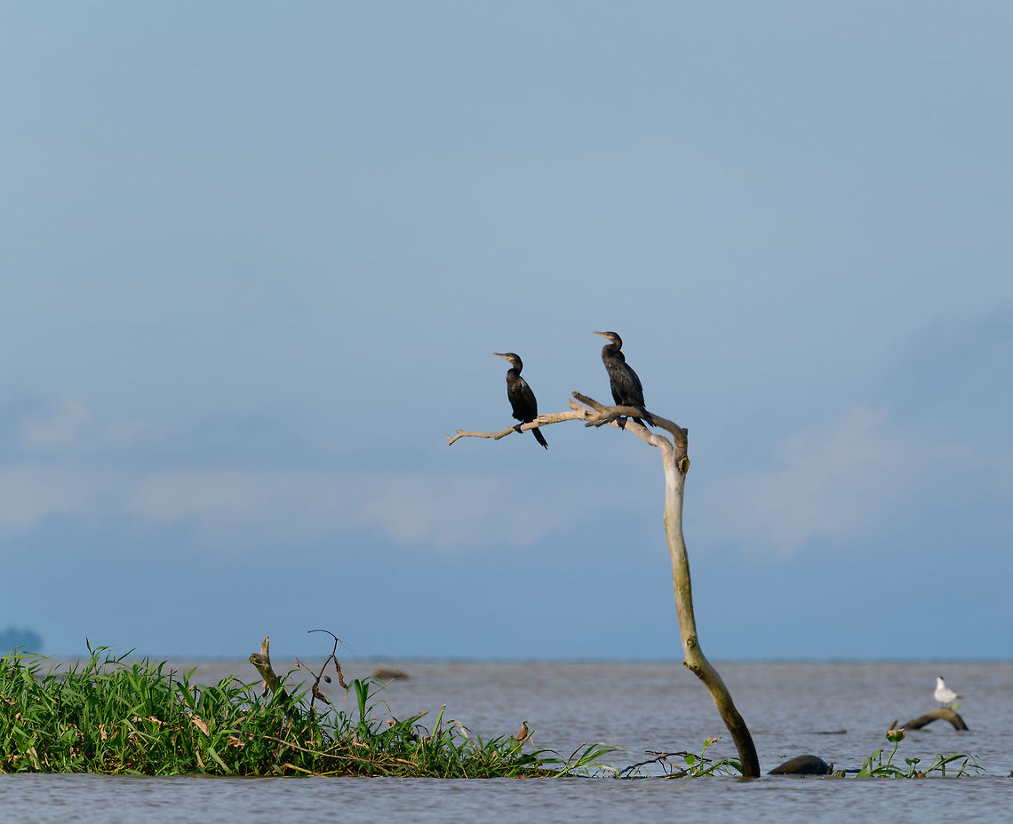 Neotropic cormorant, Uraba, Colombia  Antioquia,Colombia,Colombia Choco & Pacific region,Fall,Geotagged,Neotropic cormorant,Phalacrocorax brasilianus,South America,Uraba,Urabá,World