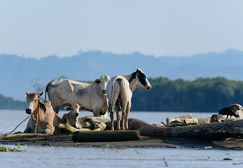 Cows stranded in tidal zone, Uraba, Colombia Not sure if they were aware and used to the tides in this area, or just too ignorant :) Antioquia,Bos primigenius taurus,Cattle,Colombia,Colombia Choco & Pacific region,Fall,Geotagged,South America,Uraba,Urabá,World