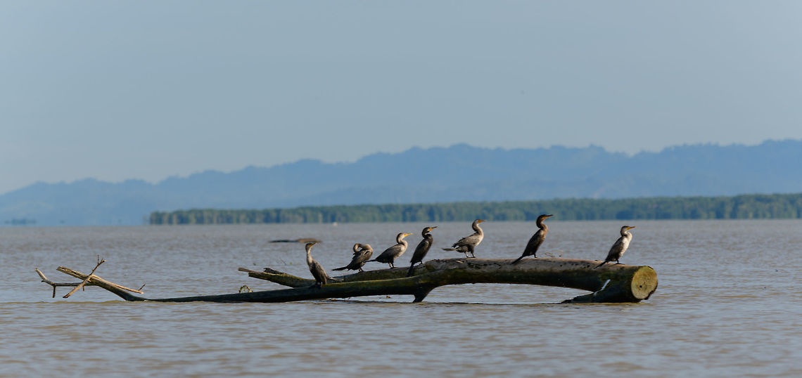 Neotropic cormorants, Uraba, Colombia  Antioquia,Colombia,Colombia Choco & Pacific region,Fall,Geotagged,Neotropic cormorant,Phalacrocorax brasilianus,South America,Uraba,Urabá,World