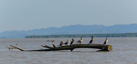 Neotropic cormorants, Uraba, Colombia  Antioquia,Colombia,Colombia Choco & Pacific region,Fall,Geotagged,Neotropic cormorant,Phalacrocorax brasilianus,South America,Uraba,Urabá,World